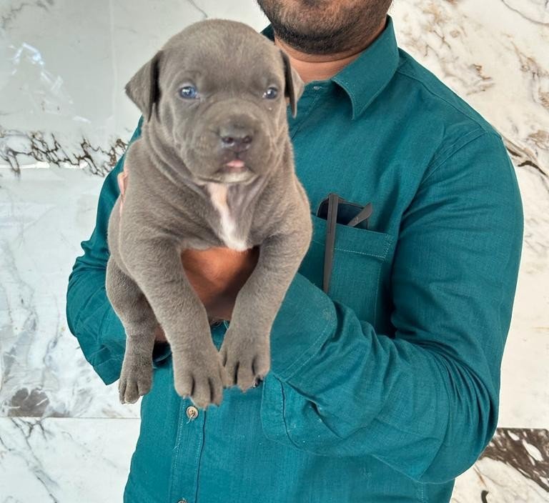 Buy Male Pitbull Puppy from Kolkata